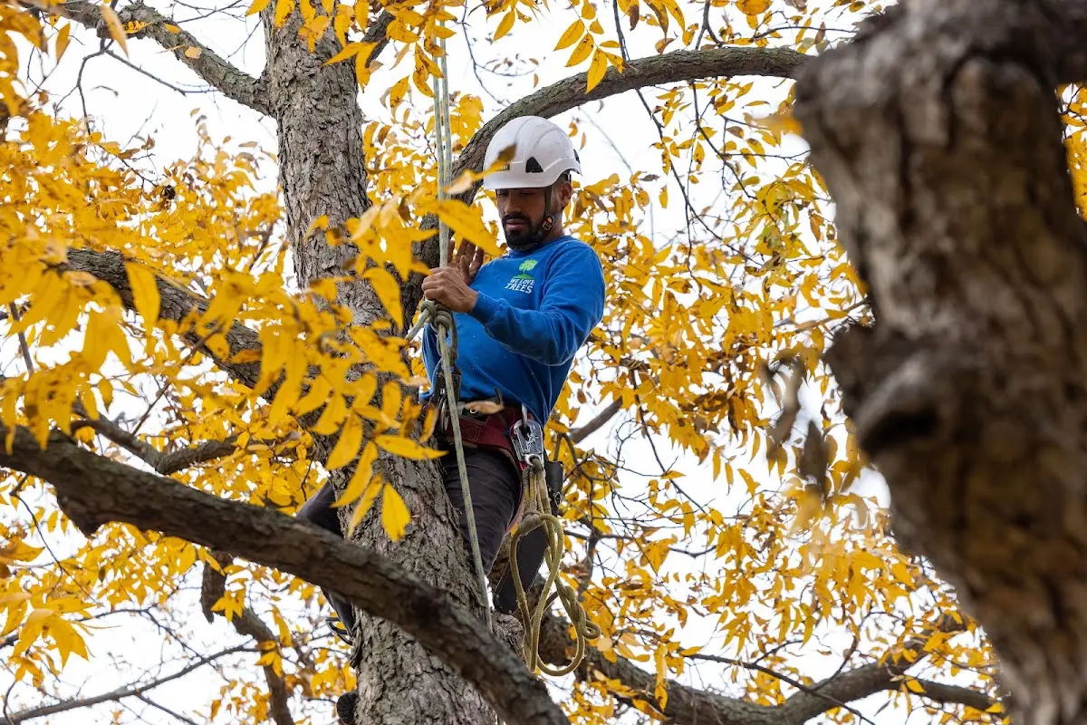 Skilled Tree Planing crew working in Irvington